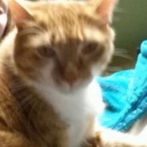 Meet your Posher, Ran